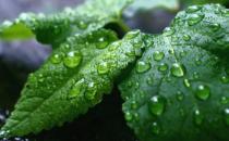 用植物驅(qū)趕蚊蟲(chóng) 有驅(qū)蚊蟲(chóng)效果的植物
