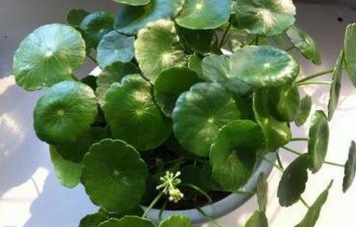銅錢草可愛(ài)易養(yǎng) 家庭養(yǎng)花教你輕松養(yǎng)好銅錢草