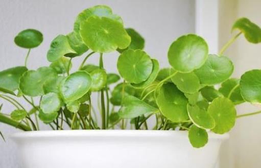 銅錢草可愛(ài)易養(yǎng) 家庭養(yǎng)花教你輕松養(yǎng)好銅錢草