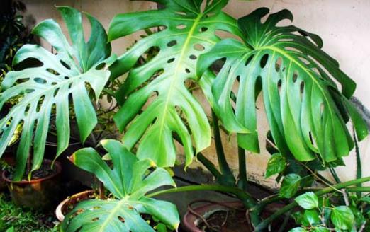 不適合在室內(nèi)種植的植物 人碰觸撫摸它們會過敏