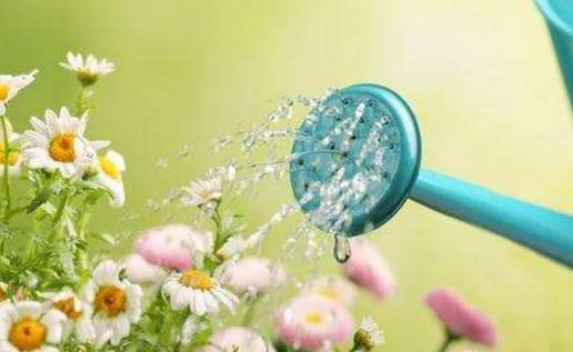 澆水不當是花卉死亡的主要原因 養(yǎng)花要從學(xué)澆水開始