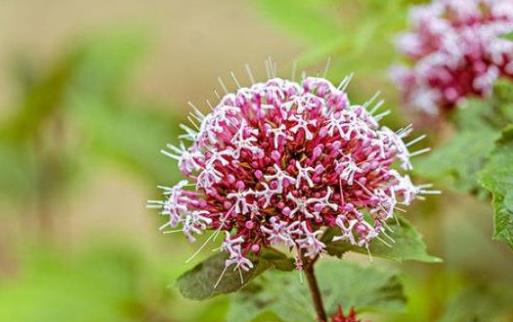 澆水不當是花卉死亡的主要原因 養(yǎng)花要從學(xué)澆水開始