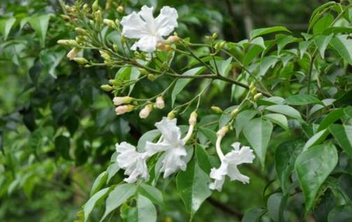 家庭養(yǎng)花：幸福樹的冬季養(yǎng)護