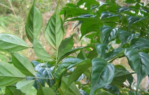 家庭養(yǎng)花：幸福樹的冬季養(yǎng)護