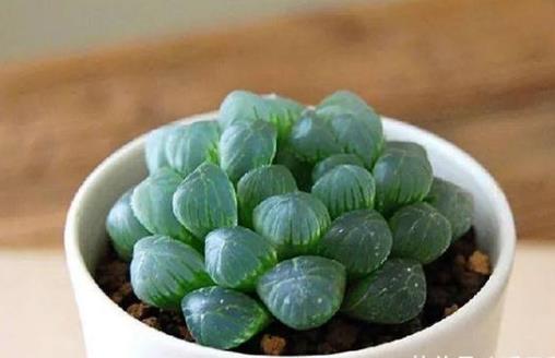 養(yǎng)花澆水過(guò)程中需要掌握的小竅門(mén) 扣水和回水的區(qū)別