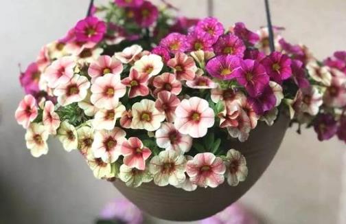城市家庭陽臺(tái)養(yǎng)花 給花提供一個(gè)適合生長(zhǎng)的環(huán)境