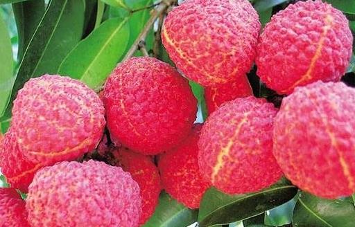 荔枝的營(yíng)養(yǎng)價(jià)值與保健功能 挑選優(yōu)質(zhì)荔枝的方法