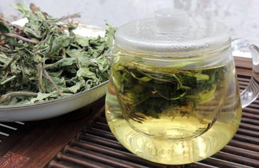 蒲公英的“根”能泡水喝嗎？有哪些功效？