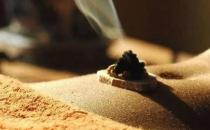 肚臍與健康的關系 保養(yǎng)肚臍可助長壽