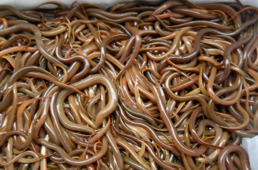 吃泥鰍到底用不用去內(nèi)臟？有哪些功
