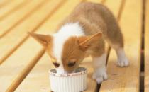 有關(guān)幼犬的飲食法則 狗狗用餐順序的訓(xùn)練方法