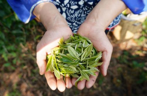 最全面的泡茶新手成長指南 不同茶類最佳沖泡方法 