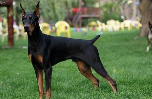   分享 更多   猛犬中的4種“假貨”，只是看著威武，實(shí)際上