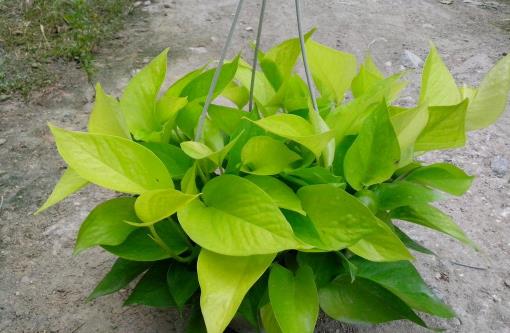 哪種花最好養(yǎng)？6種花，耐干旱、好養(yǎng)活，開花還美艷