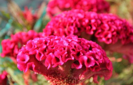 哪種花最好養(yǎng)？6種花，耐干旱、好養(yǎng)活，開花還美艷