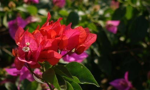 哪種花最好養(yǎng)？6種花，耐干旱、好養(yǎng)活，開花還美艷