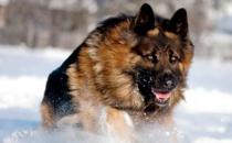 ?猛犬中的假貨揭秘 猛犬中的三大護(hù)衛(wèi)巨頭