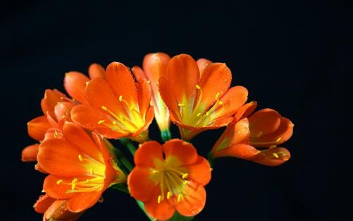 君子蘭養(yǎng)得好，9點(diǎn)“注意事項(xiàng)”，都做到不信養(yǎng)不好！