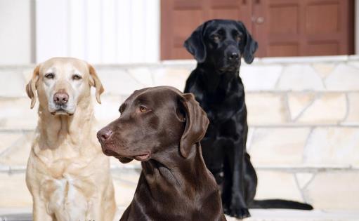 【拉布拉多犬AKC標準】