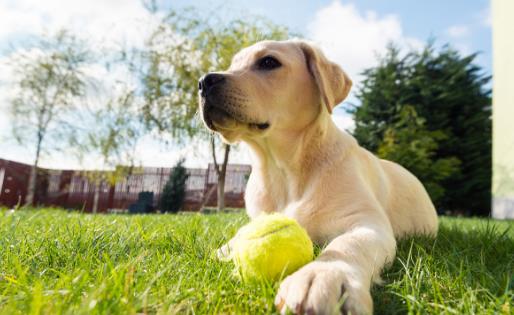 【拉布拉多犬AKC標準】