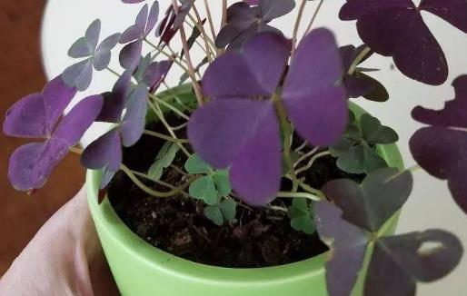 種浪漫的紫色盆栽觀賞植物，葉片比花朵還要好看