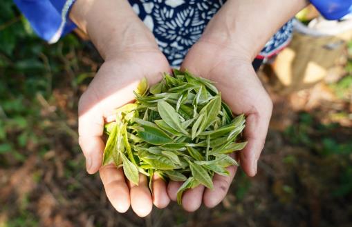 喝茶是否能預防癌癥 茶葉的功效與作用大揭秘