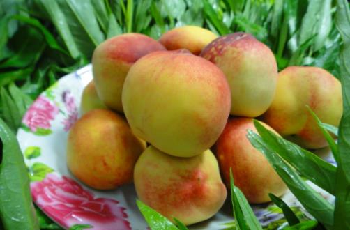 桃子是“肺之果”，可爛了一點(diǎn)的桃子還能不能吃？這種情