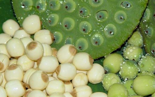 秋季進補要避免的誤區(qū) 秋季進補應(yīng)選的食材