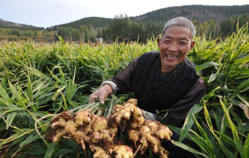 常吃生姜防百病 生姜簡易貯藏四法