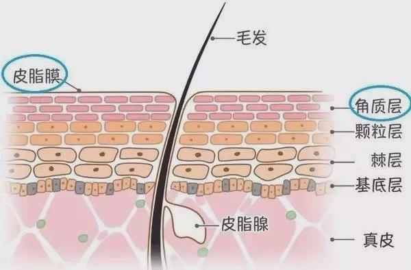 年前肌膚大拯救，萊斯歐肌膚修護三部曲！