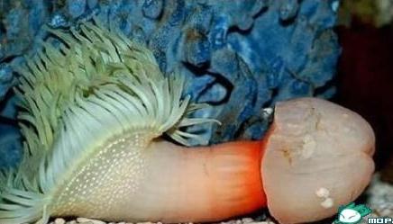 震驚，這是什么海洋生物長(zhǎng)得如此有型？求鑒定