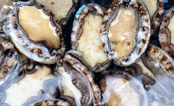 美味鮑魚的養(yǎng)生菜譜大全 鮑魚怎么洗比較徹底