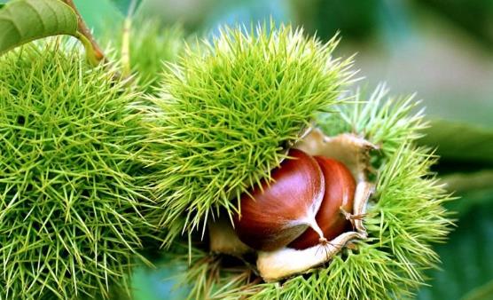 腎虛發(fā)生 10種補腎的食物療法推薦