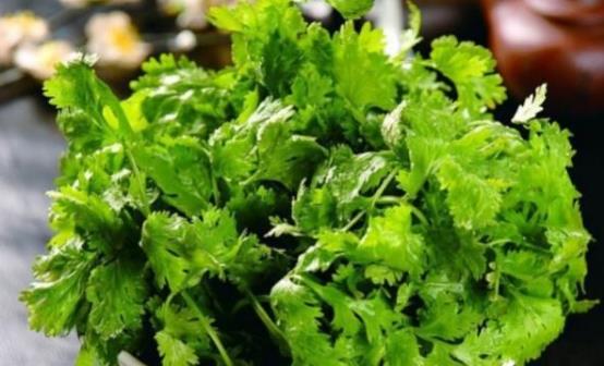 香菜適合秋冬感冒多發(fā)季食用 但這幾種人吃卻是沒病找病