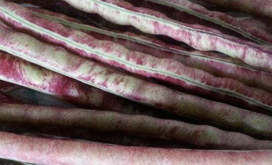 八月豆為人體補(bǔ)充豐富氨基酸 八月豆的食用方法