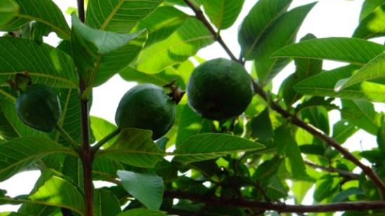 這些植物都可調(diào)節(jié)血糖，誰是真正的“植物胰島素”？