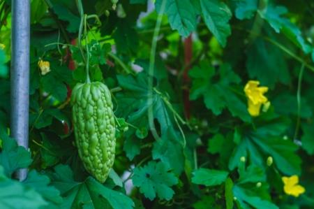 這些植物都可調(diào)節(jié)血糖，誰是真正的“植物胰島素”？