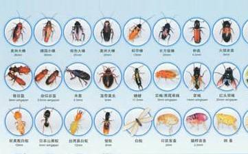 【害蟲】常見的害蟲有哪些_什么是害蟲_消滅害蟲_病蟲害防治