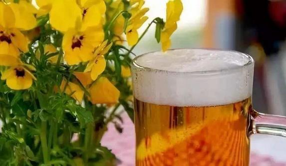 啤酒的15條生活妙招 妙用啤酒擦玻璃、洗刷鍋底、澆花、洗衣、做飯