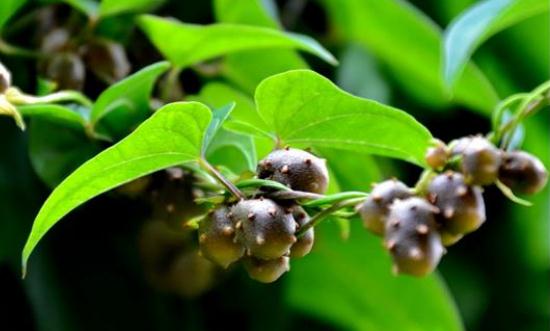 山藥豆怎么清洗 山藥豆的營養(yǎng)做法大全