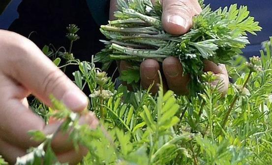 野菜的營養(yǎng)價值 野莧菜的好吃做法簡單易學(xué)哦
