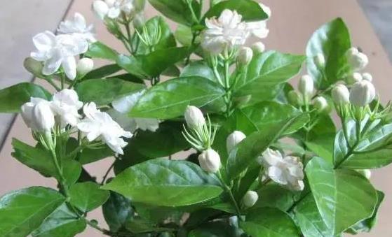 盆景植物的功效超乎想象 茉莉花泡茶有養(yǎng)顏的功效