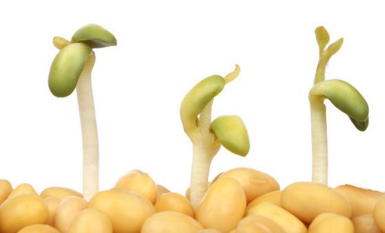 黃豆的10大功效 推薦瘦身豐胸的黃豆菜