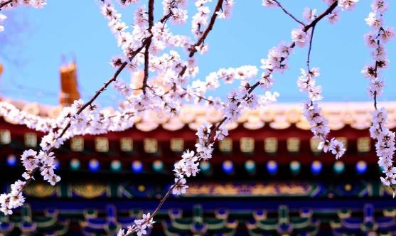 踏青賞花正當(dāng)時 賞花惹過敏六招防治過敏