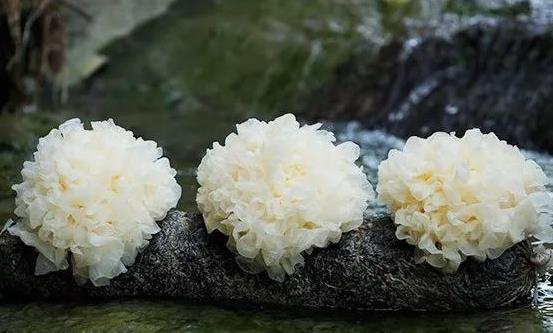 銀耳防止鈣流失促進生長發(fā)育 銀耳羹的做法