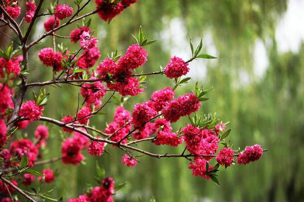 足太醫(yī)丨春日好時光，養(yǎng)生正當(dāng)時