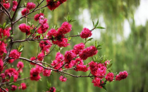 足太醫(yī)丨春日好時(shí)光，養(yǎng)生正當(dāng)時(shí)