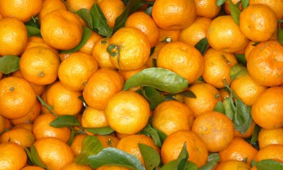 常食沙糖桔祛痰平喘調(diào)理脾胃 食用沙糖桔的注意事項(xiàng)