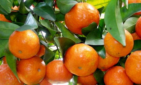 常食沙糖桔祛痰平喘調(diào)理脾胃 食用沙糖桔的注意事項(xiàng)