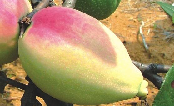 宣木瓜能延緩衰老抗菌消炎 宣木瓜的食用方法